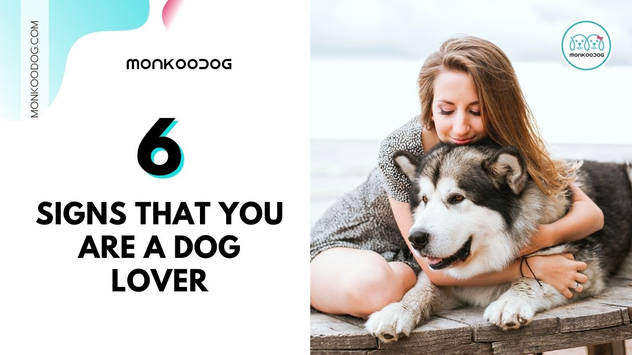6 signs that you are a dog lover