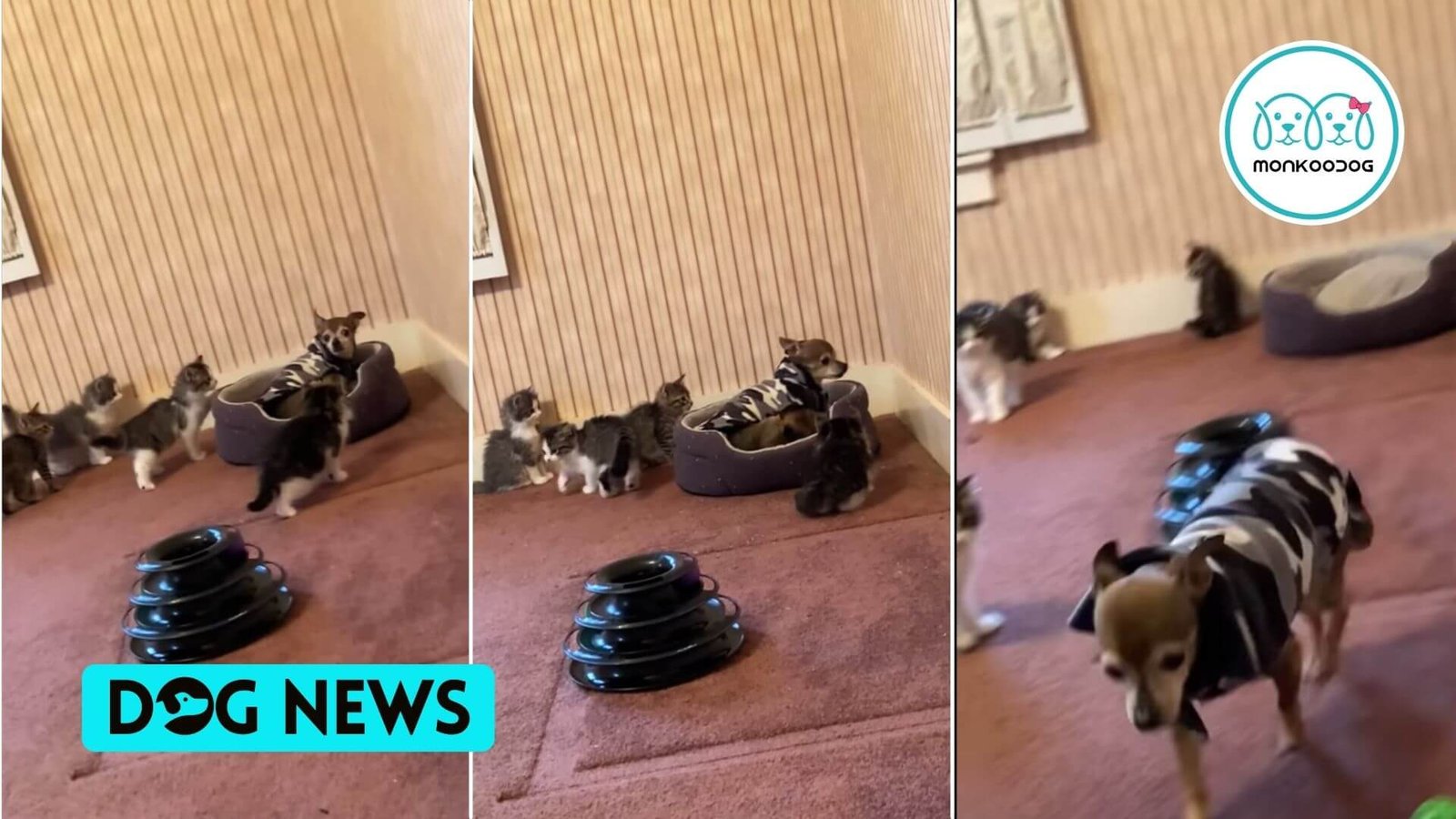 A litter of kittens corner’s a resting Doggo Watch this winsome video
