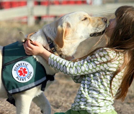 Diabetic Alert Dogs