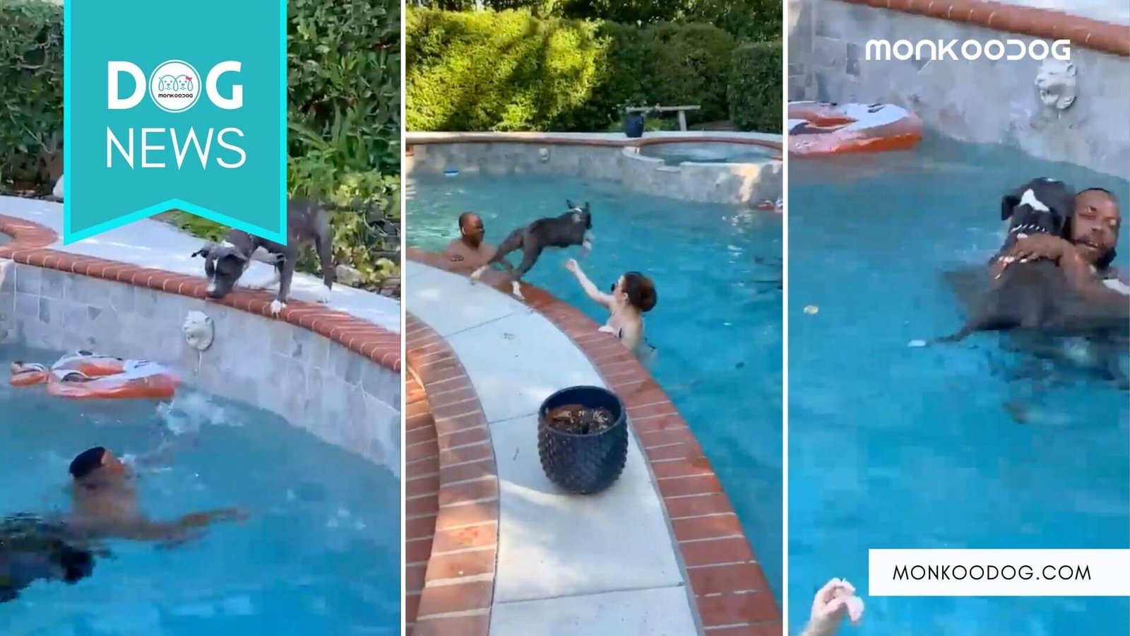 Dog jumps into the pool to save his human from drowning Monkoodog