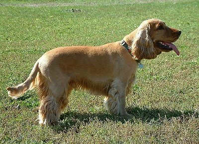 English Cocker Spaniel Dog Breed