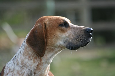 English Foxhound Dog Breed