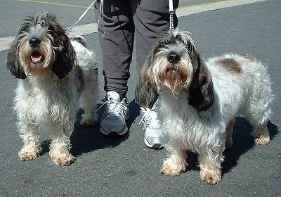 Grand Basset Griffon Vendéen Dog Breed