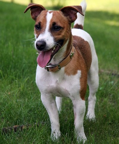 Jack Russell Terrier Dog Breed