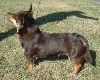 Lancashire Heeler Dog Breed