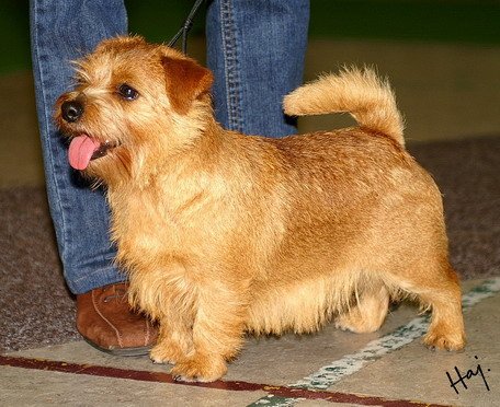 Norfolk Terrier Dog Breed