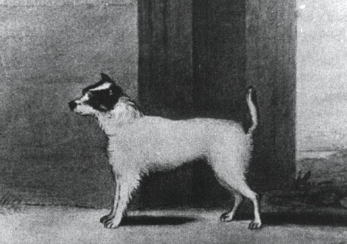 Parson Russell Terrier Dog Breed