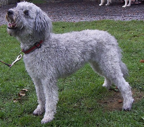 Pumi Dog Breed