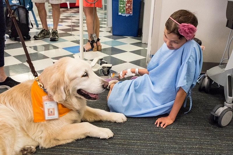 Therapy Dogs