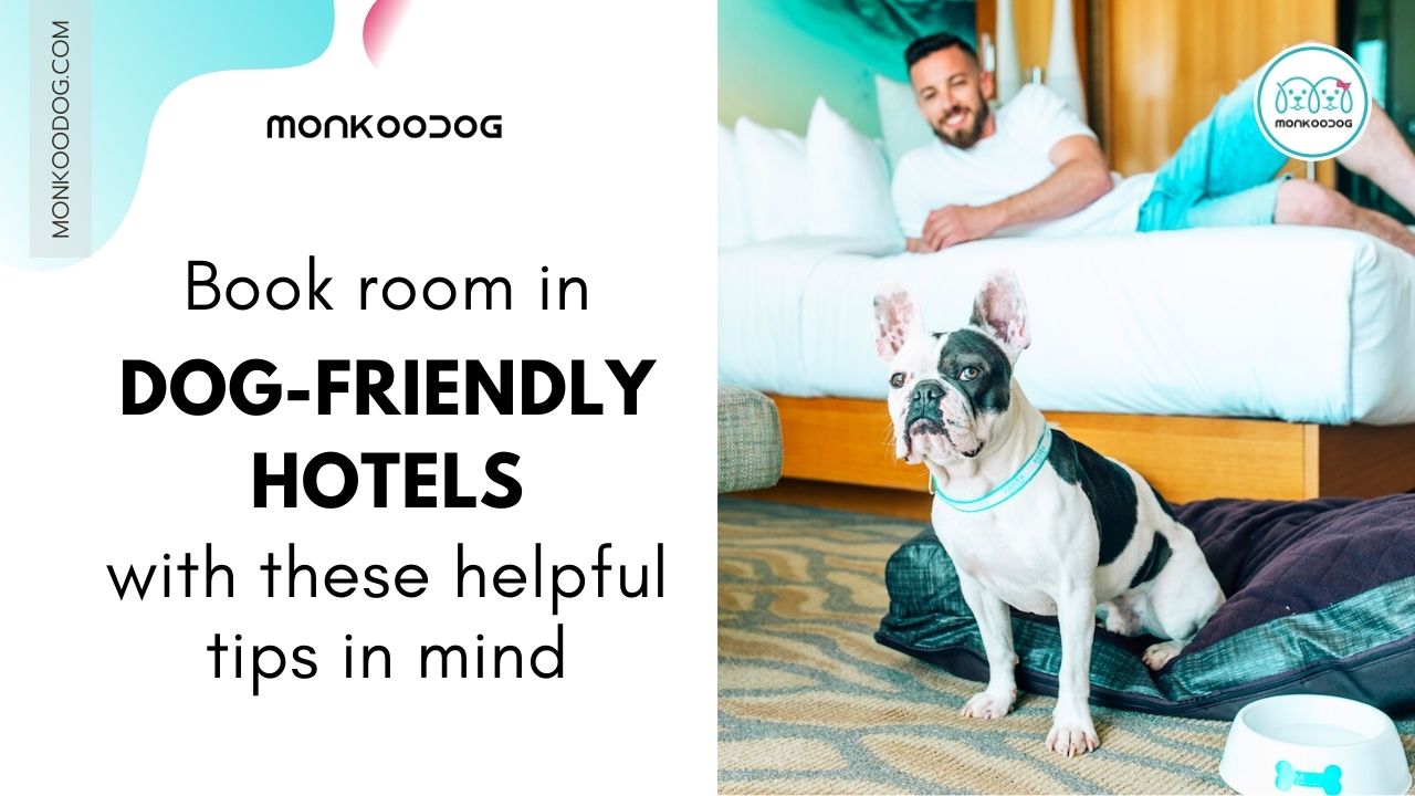 Tips for Staying in a Dog-Friendly Hotel