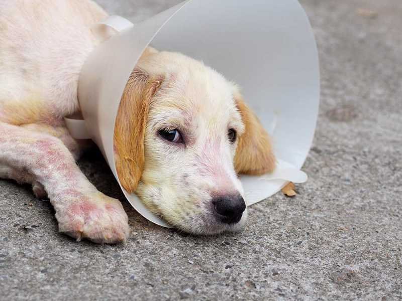 Treatment of Mange in Dogs