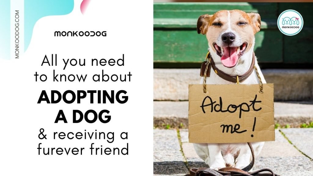 All you need to know about Adopting a dog and Receiving a Forever Friend