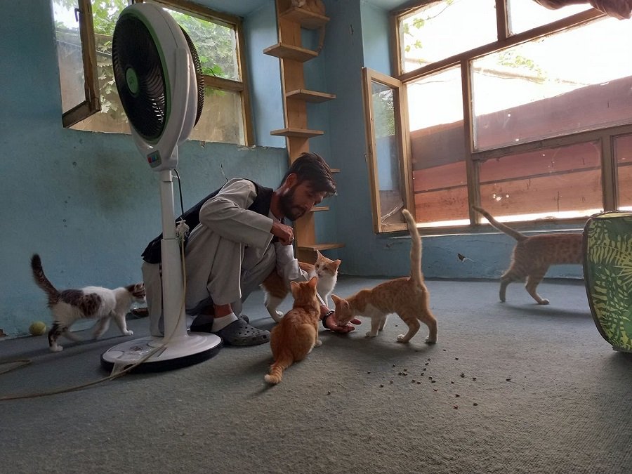 Animal Rescue Group in Kabul