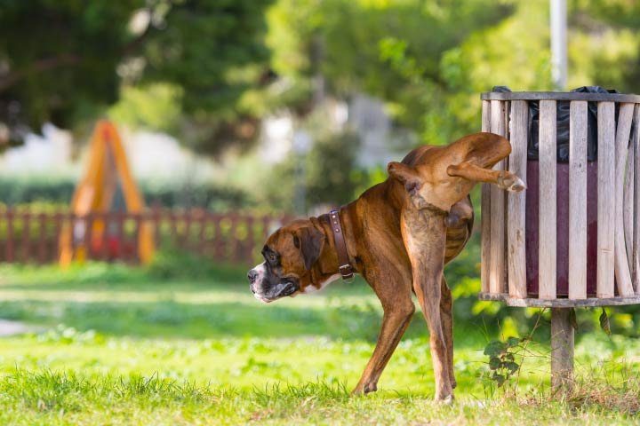 Dog Peeing Outdoors