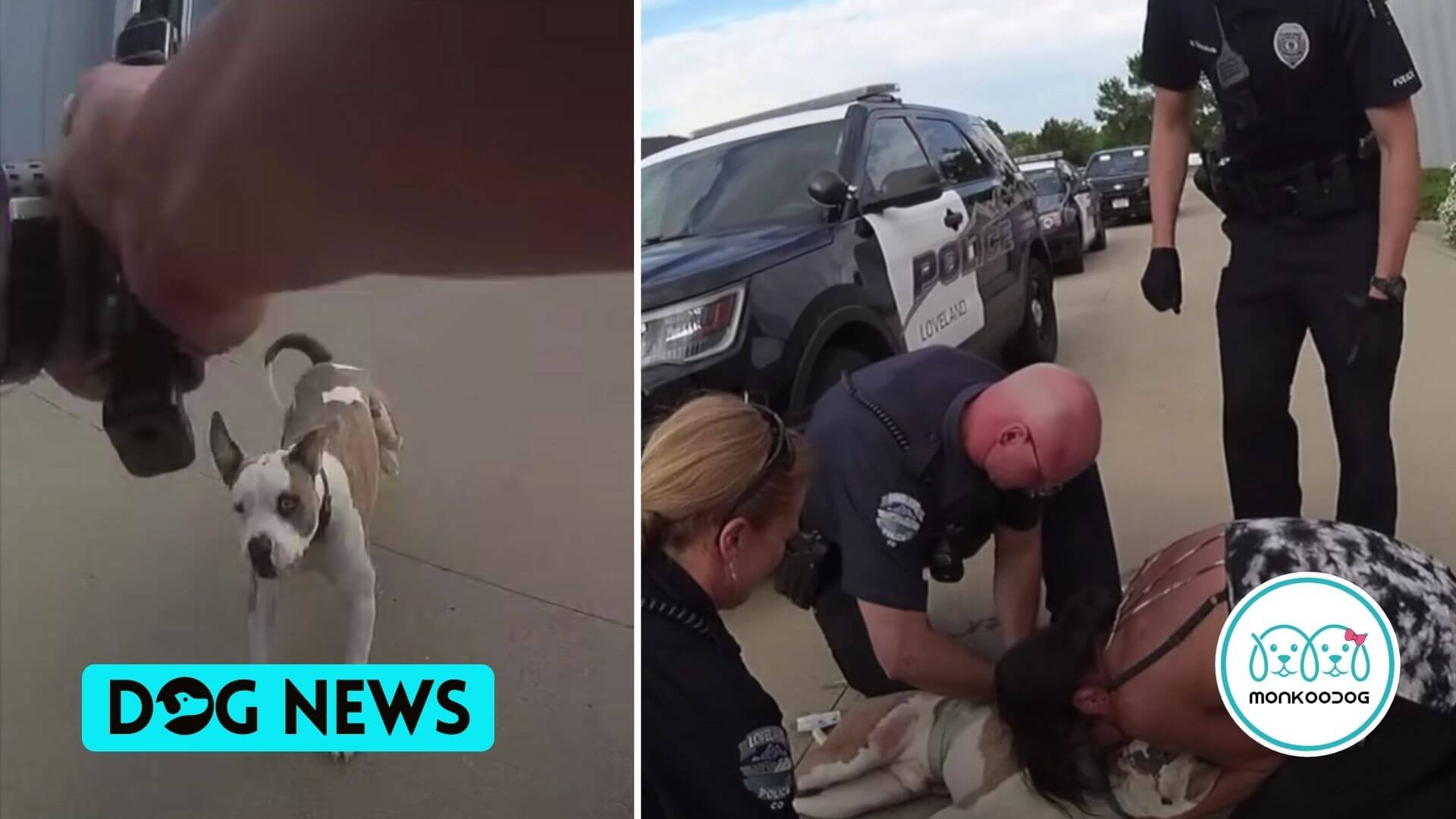 Dog Shot by The Police for just Being Playful and Excited to Greet the Officer!!