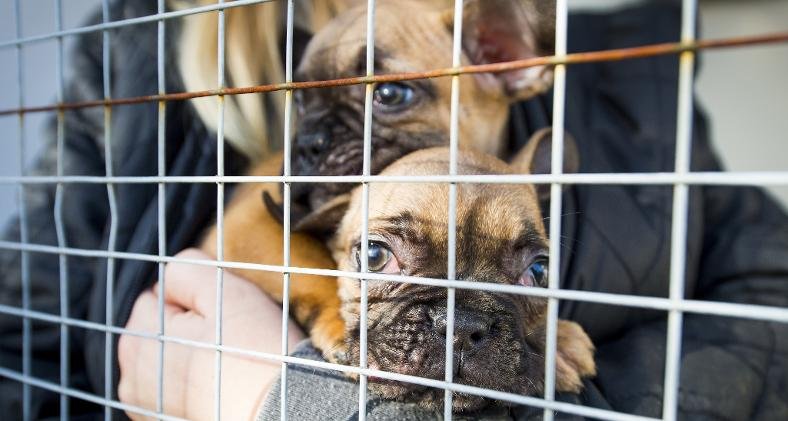 Government Introduces New Rules on puppy smuggling