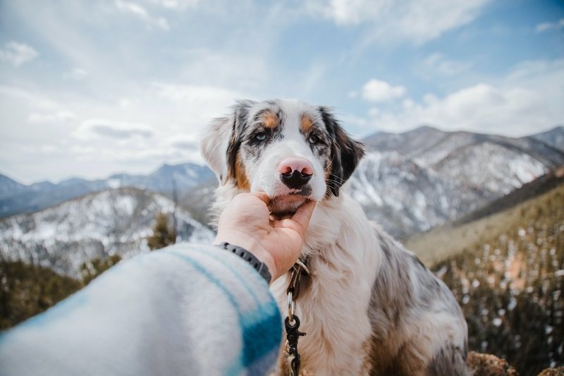 Health Of Australian Shepherd