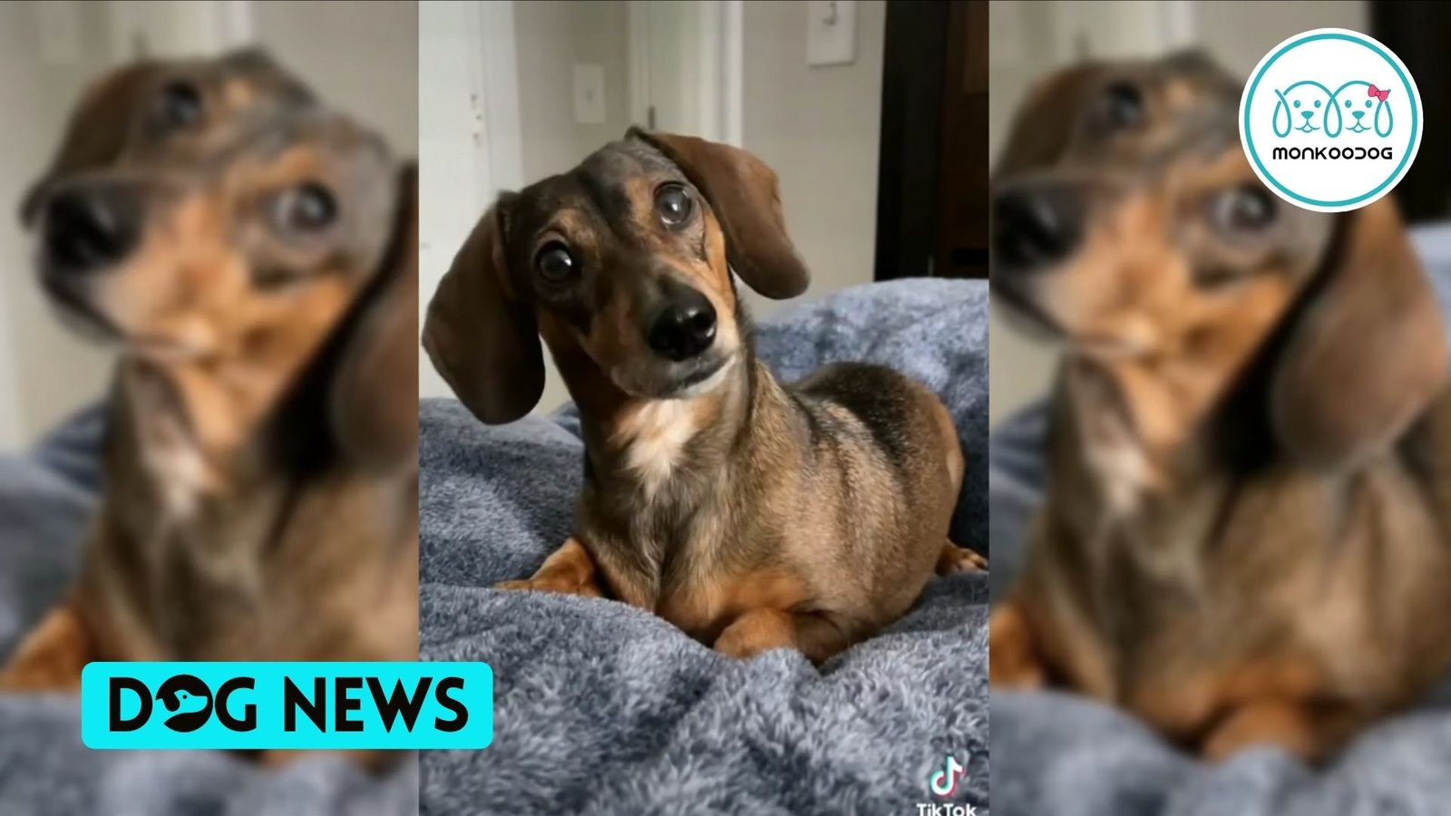 Hoo-man pretends to make a fake phone call while using the dog’s favourite words. Her reaction is simply delightful!!