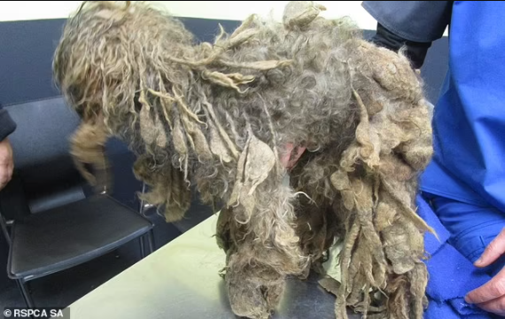 Horrific Treatment of Pet Dog
