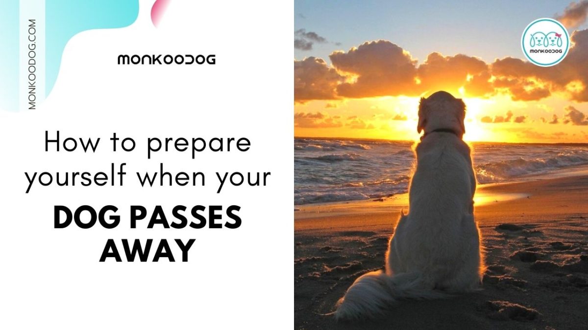 How To Prepare Yourself After Your Dog Passes Away