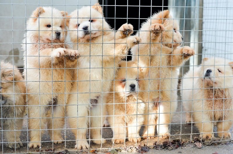 New Rules on puppy smuggling