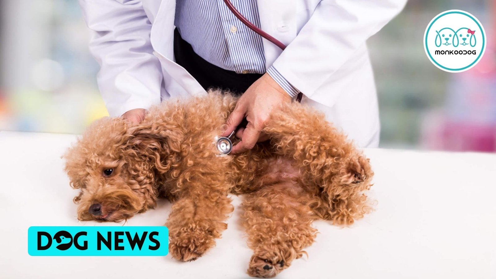 Overburdened vets compelled to TURN AWAY dogs in the rush of new dog