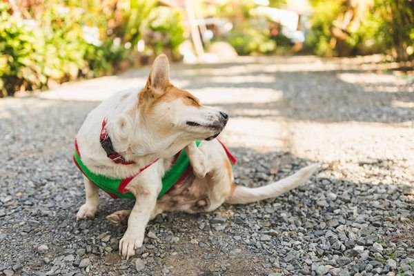 Reasons why your dogs get so itchy