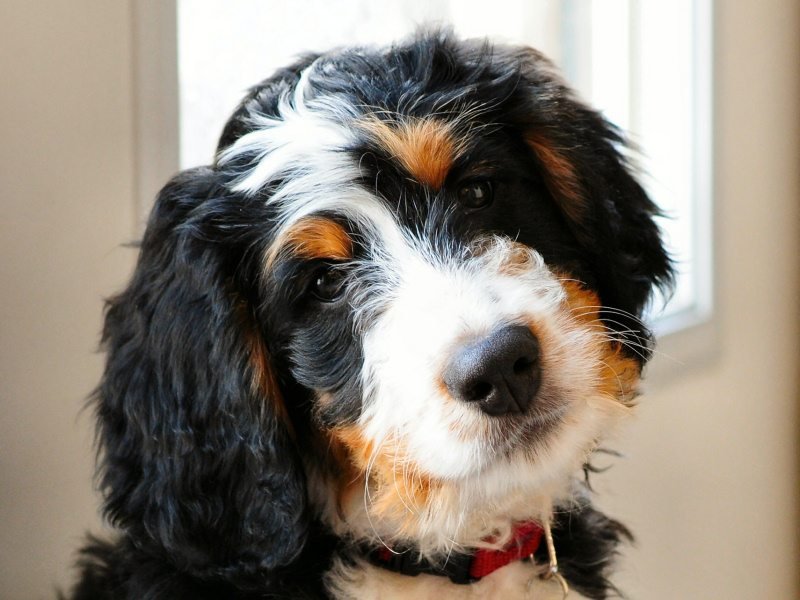 The Bernedoodle