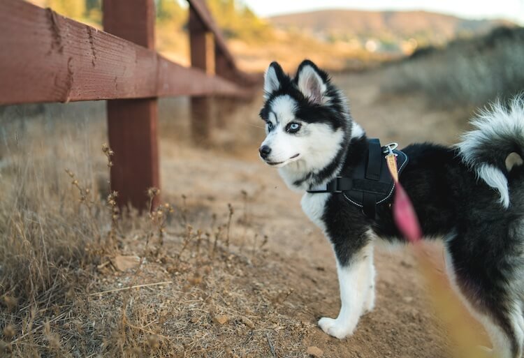 The Pomsky