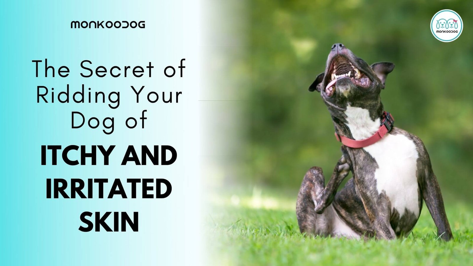 The Secret of Ridding Your Dog of itchy and irritated skin