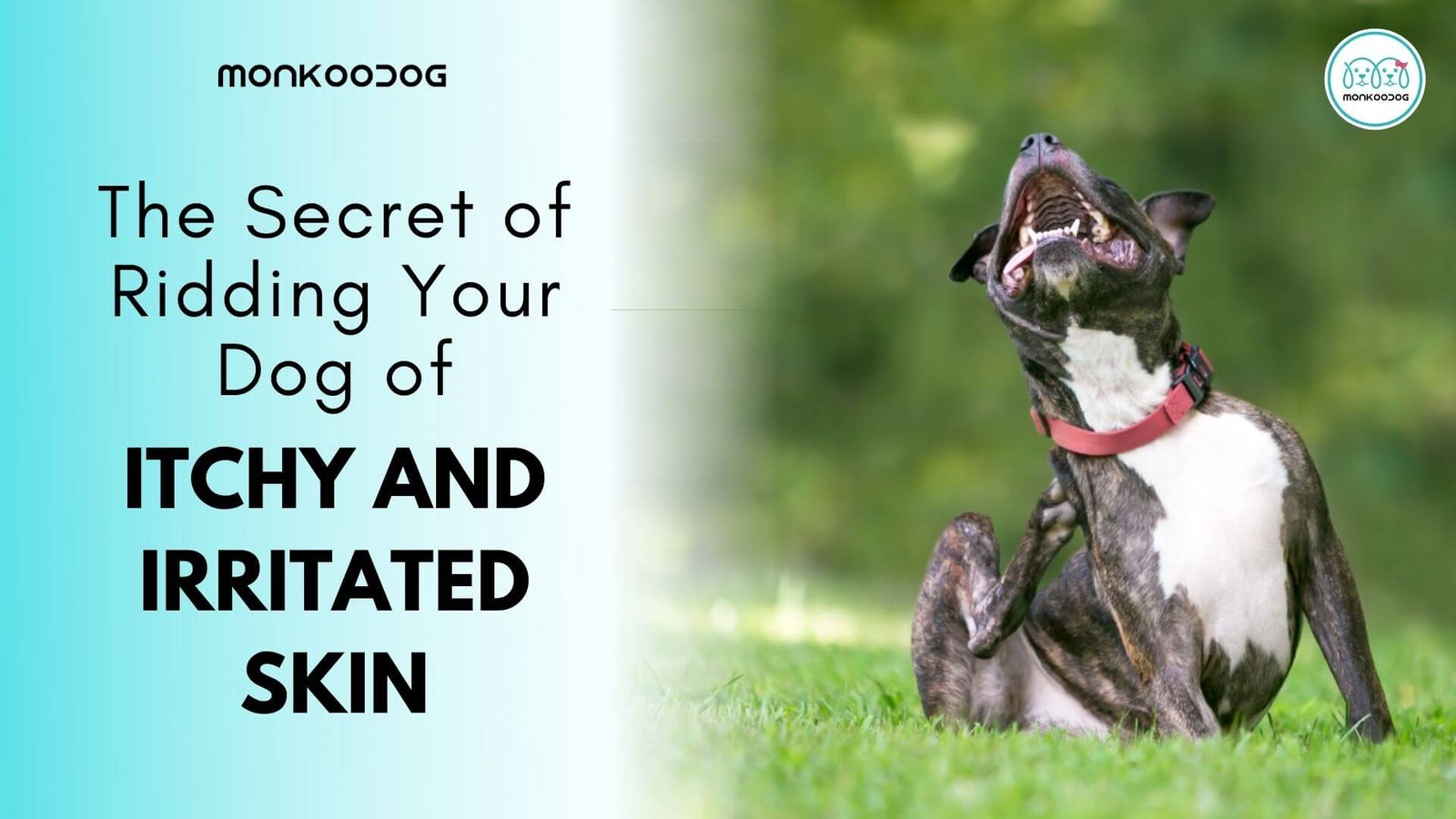 Secret of Ridding Your Dog of Itchy and Irritated Skin Monkoodog