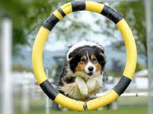 Training Of Australian Shepherd