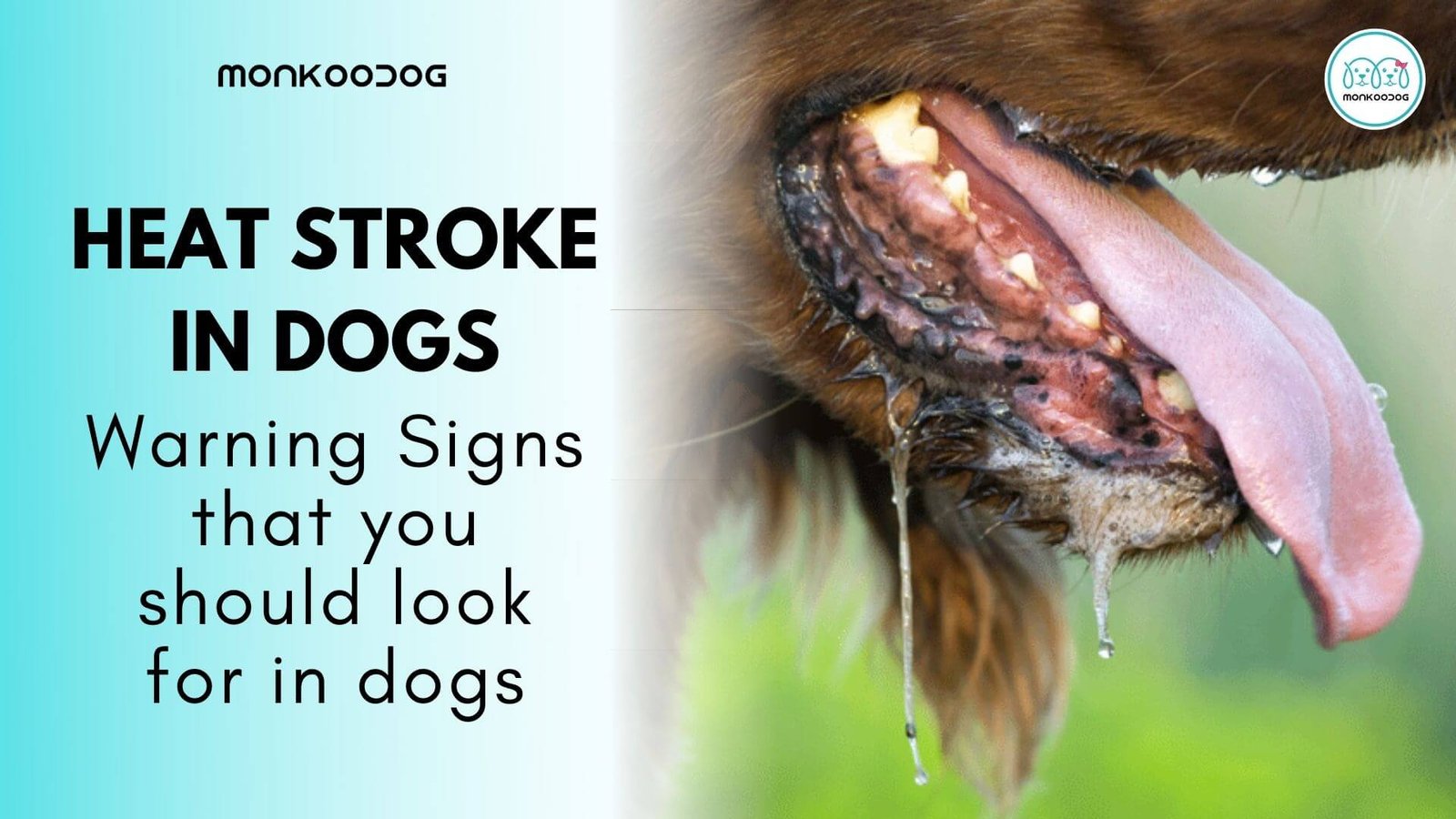 Warning Signs Your Dog Is Suffering from Heat Stroke