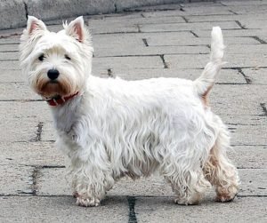 West Highland White Terrier Dog Breed