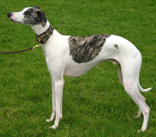 Whippet Dog Breed