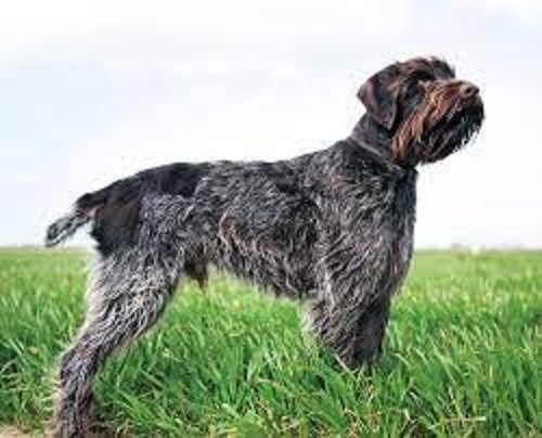 Wirehaired Pointing Griffon Dog Breed