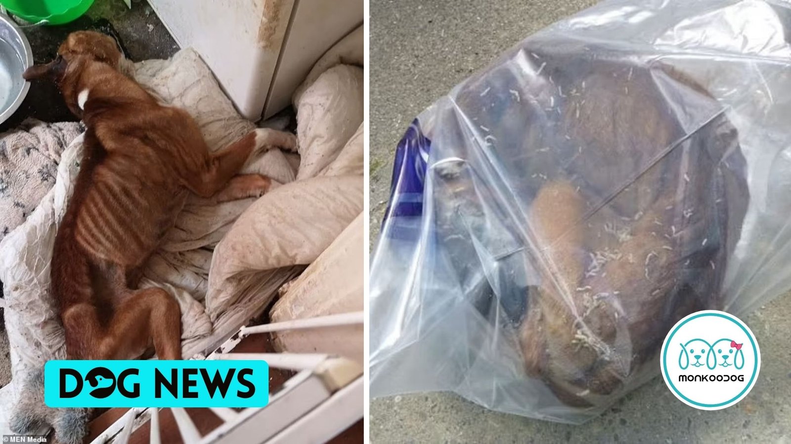 A Dog locked in the kitchen for six weeks starves to death. The owner is banned from owning animals for life.