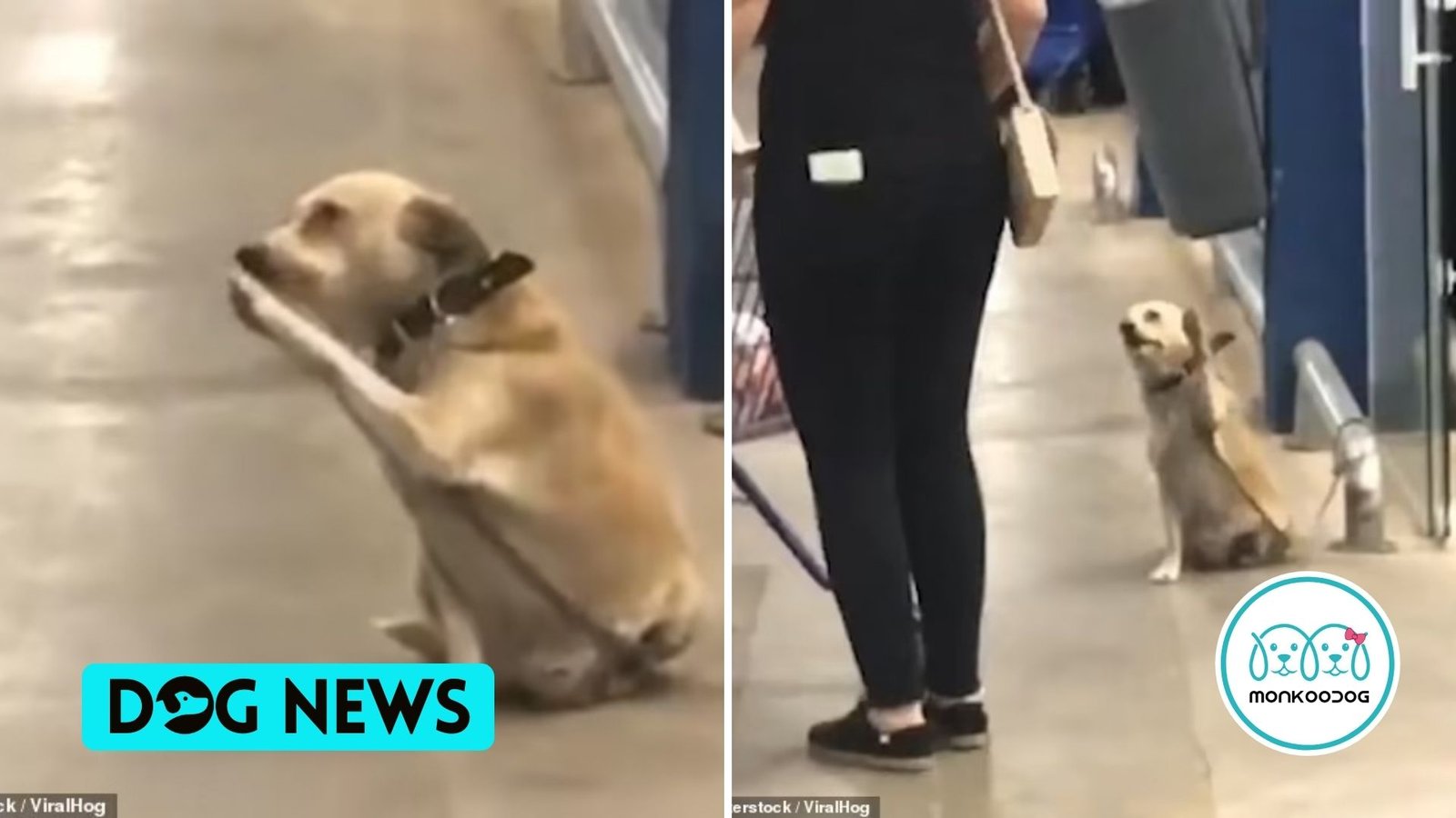 Why Does My Dog Raises His Paw At Me