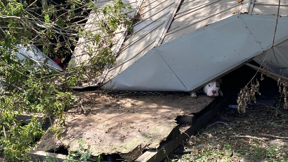 Dog Stuck Beneath Debris in Louisiana 2