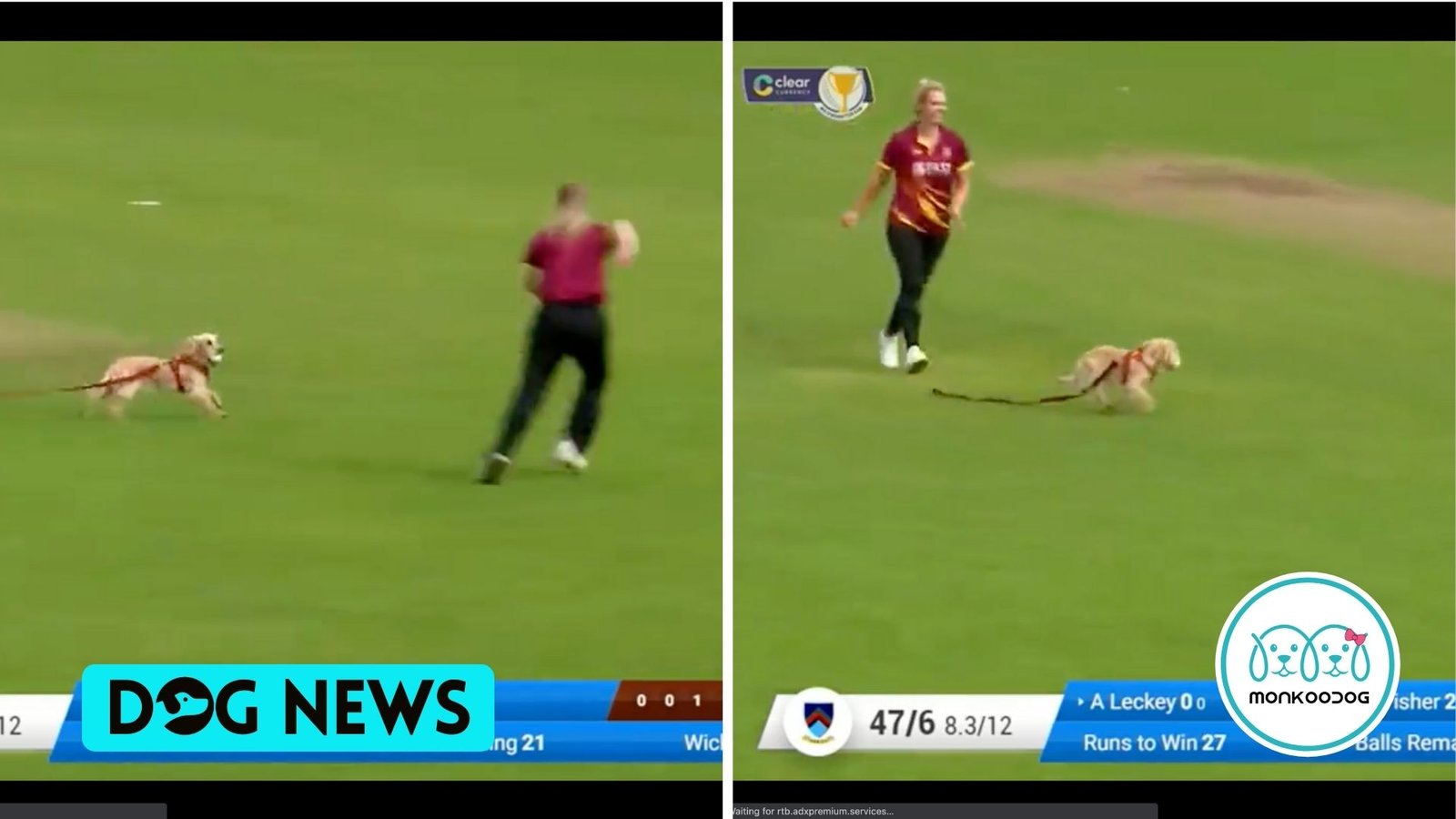'Four-Legged Fielder' Steals the Show. Check out the Viral Innings