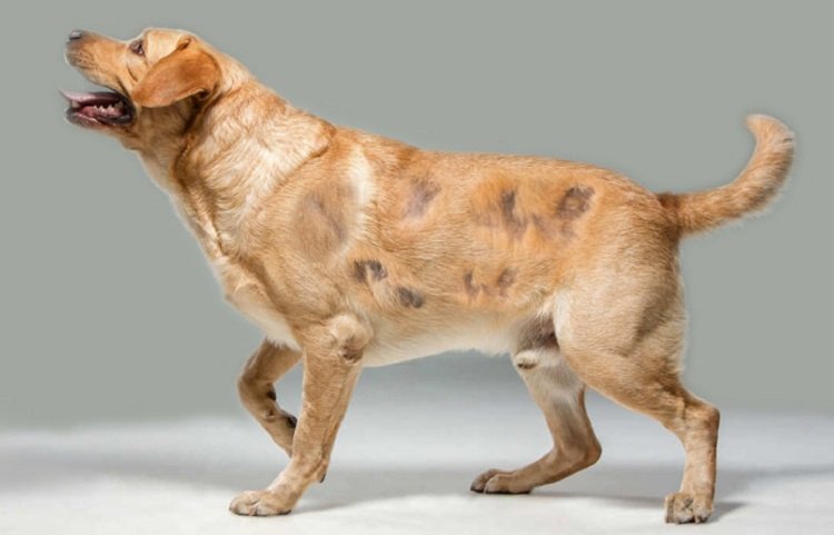 Lalopecia-nel-cane