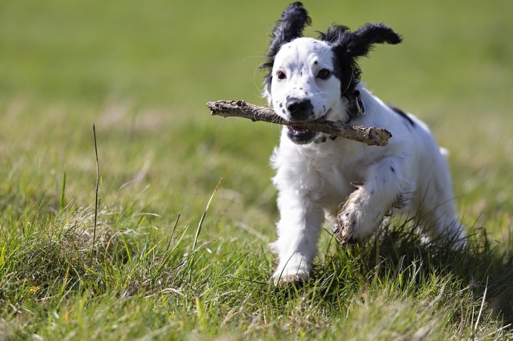 puppy-playing-with-the-stick-