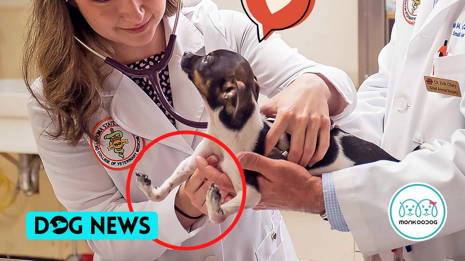 Puppy born with upsidedown paws finally learns to walk Monkoodog