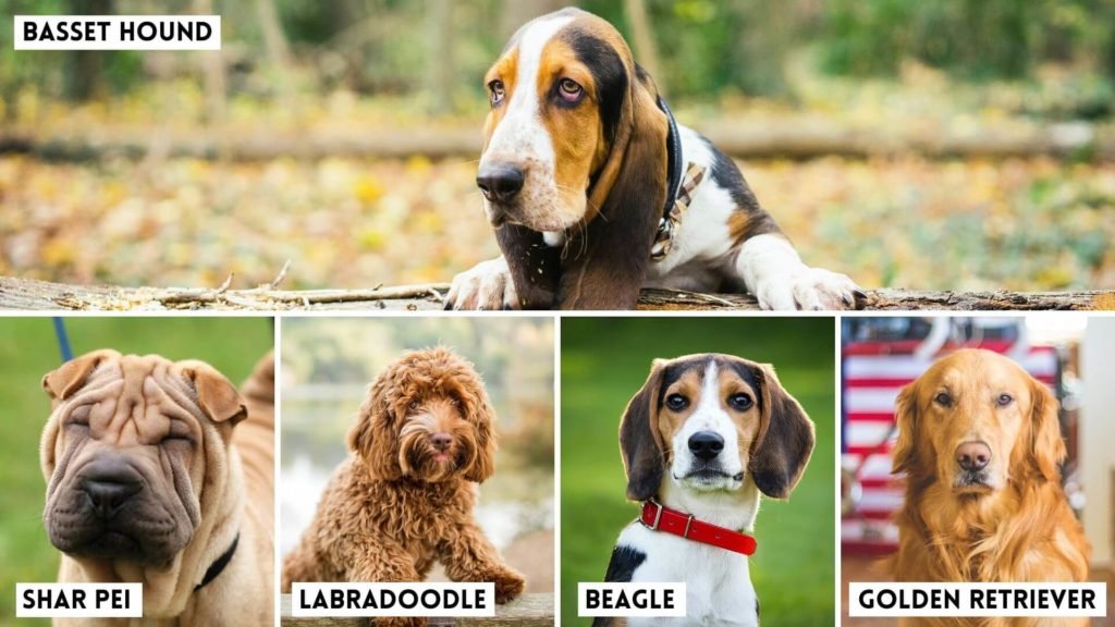 Scientists Reveal the Dog Breeds most Susceptible to Ear Infections. Basset Hounds, tops the list. (1)