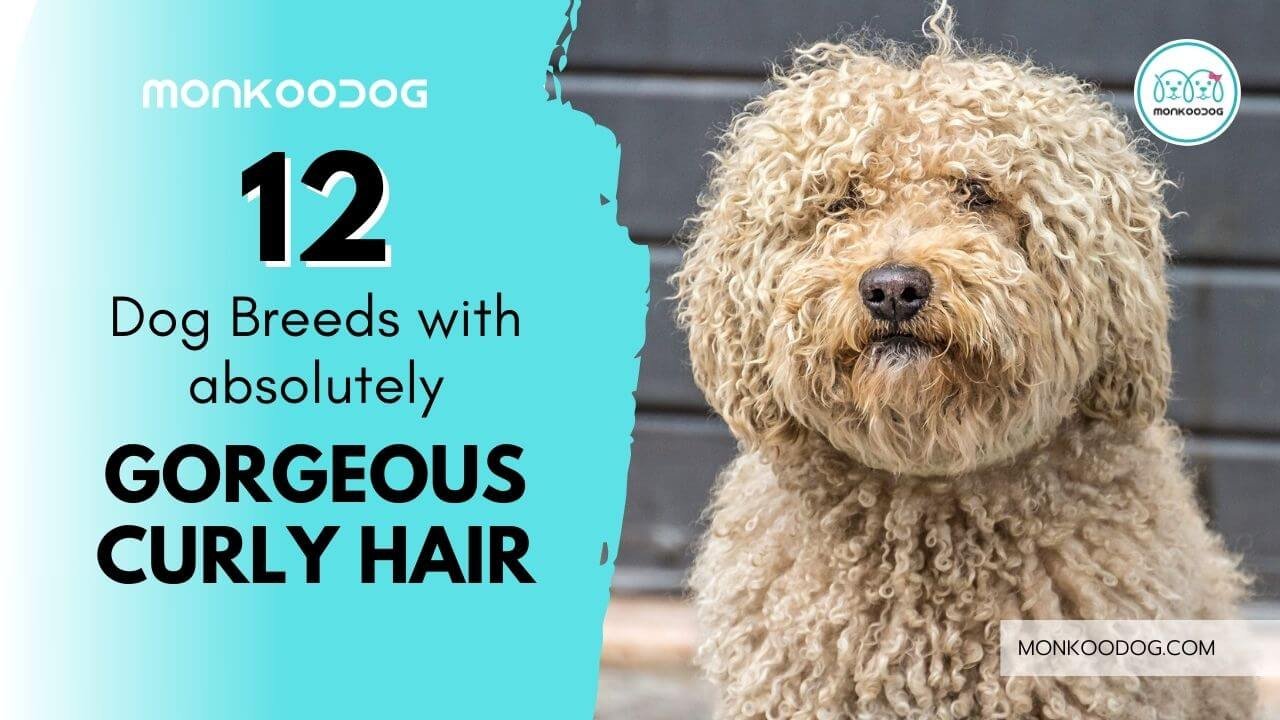 curly haired dog breeds