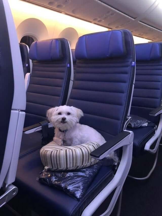 A maltese dog enjoying 