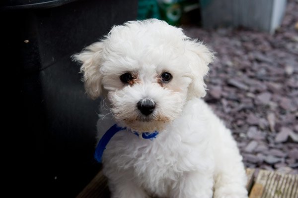 Bichon Frises, dog breeds for apartment