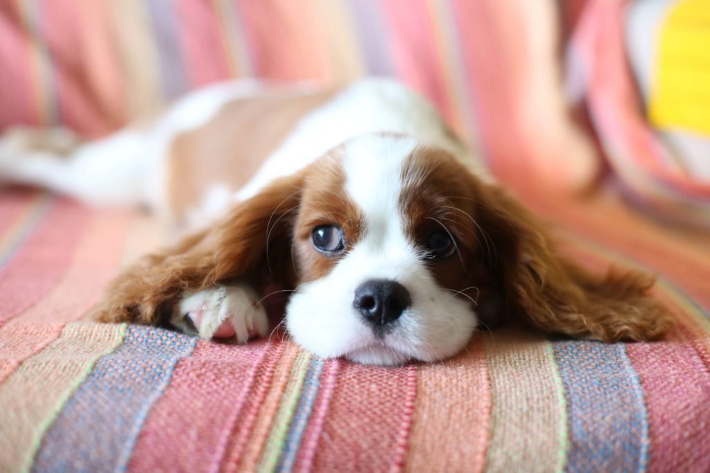 Cavalier King Charles Spaniels