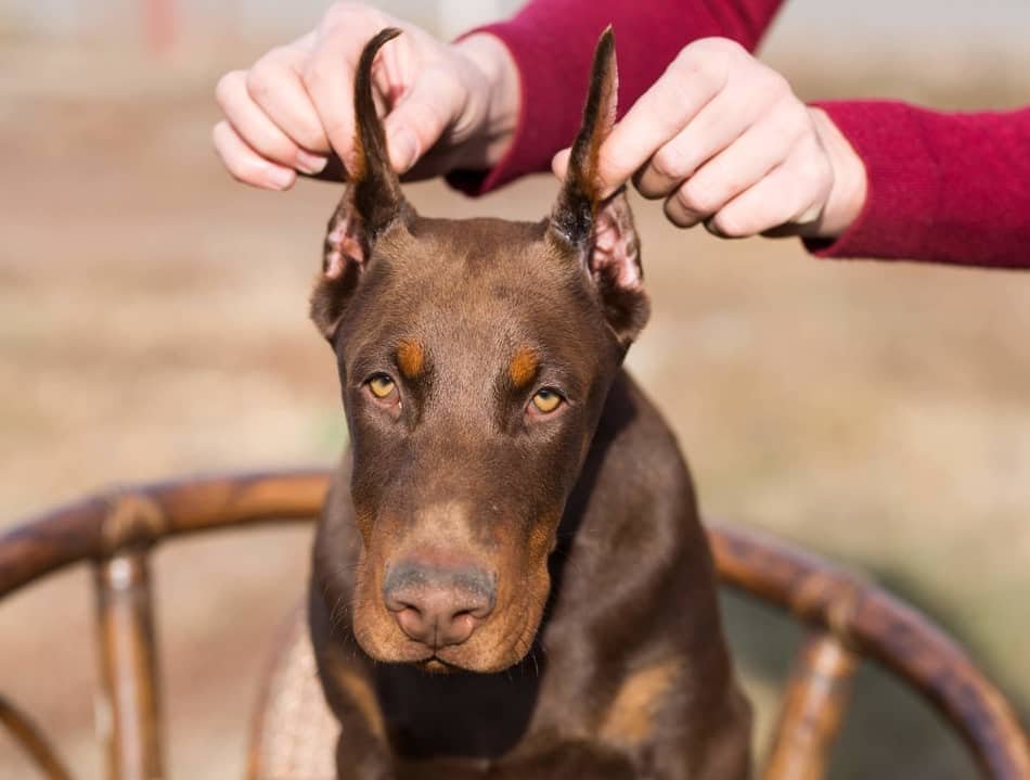 Doberman-Cropped-Ears-Large