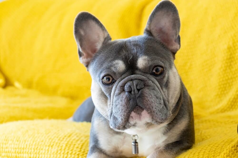 French Bulldogs, dog breeds for apartment